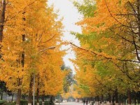 四川大学师范学院望江校区历年招生录取分数线
